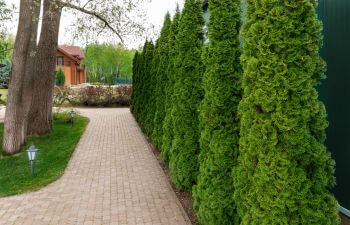 Privacy trees creating a natural fencing.